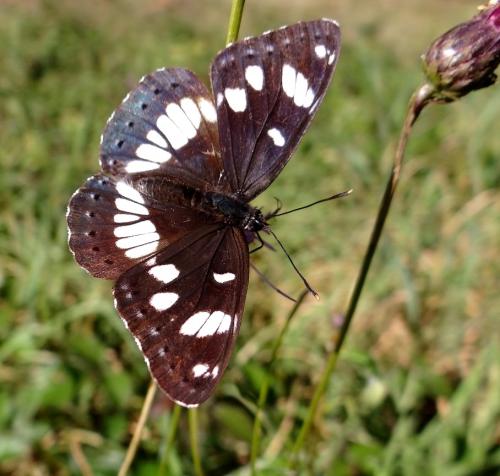 Limenitis reducta