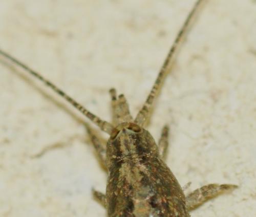 Lepismachilis targionii
