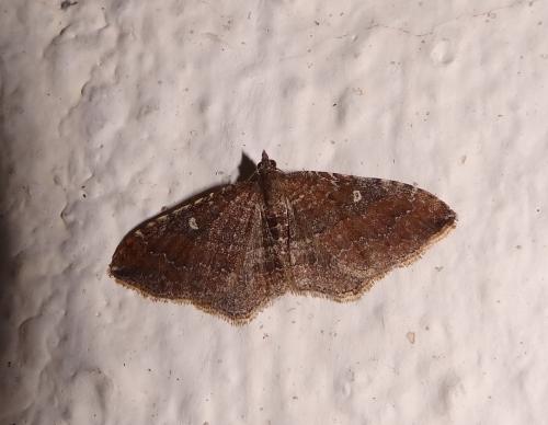 Réf. 111 770 : Nycterosea obstipata