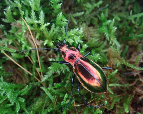 Réf. 111 849 : Carabus splendens