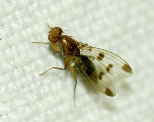 Réf. 111 063 : Geomyza tripunctata