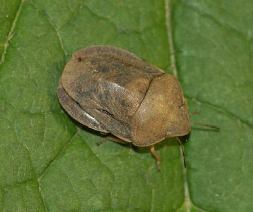Réf. 111 097 : Eurygaster austriaca