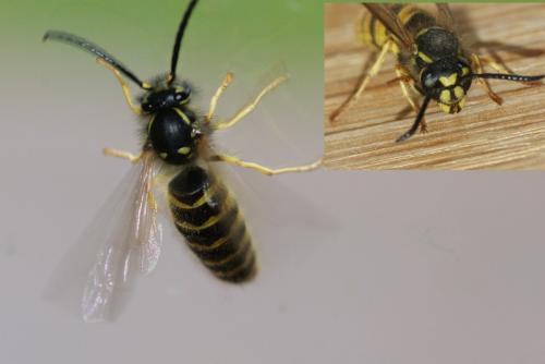 Vespula vulgaris