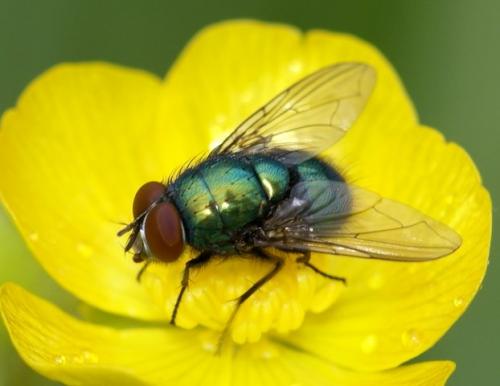Lucilia sp.