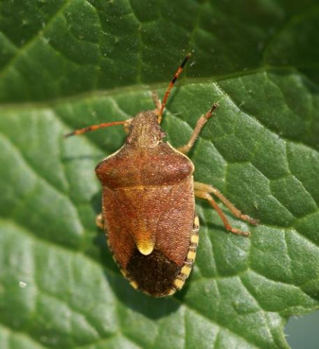 Peribalus strictus vernalis