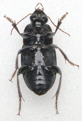 Réf. 111 015 : Cryptophonus melancholicus reichei
