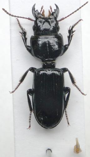 Réf. 111 019 : Distichus planus