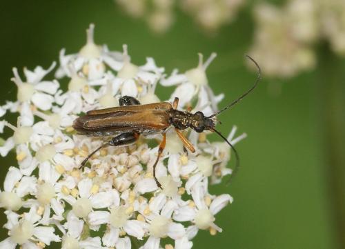 Oedemera podagrariae