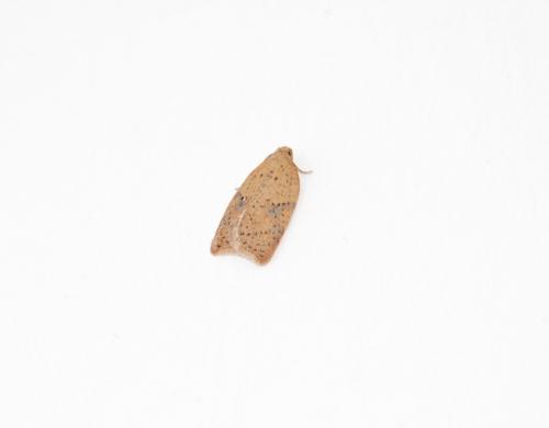 Acleris sp.