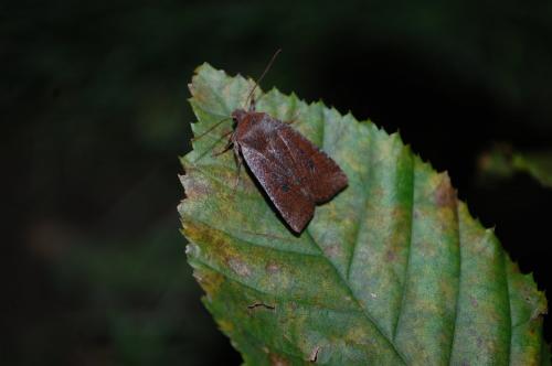 Réf. 111 987 : Conistra ligula