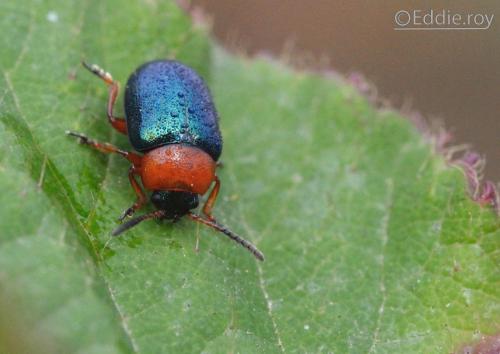 Réf. 111 736 : Gastrophysa polygoni