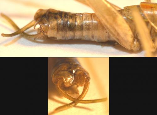 Meconema meridionale