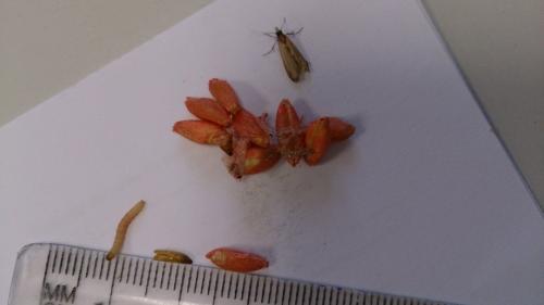 Plodia interpunctella