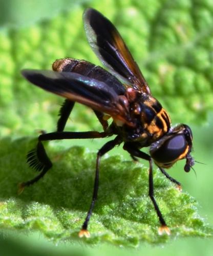 Trichopoda pictipennis