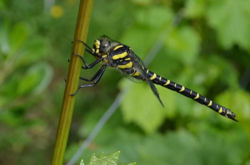 Cordulegaster boltonii