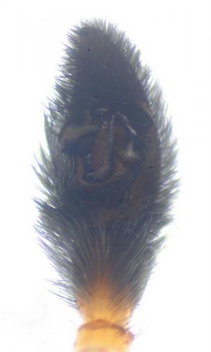 Pardosa nigriceps