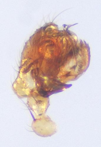 Lepthyphantes nodifer