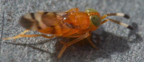 Microterys sp.