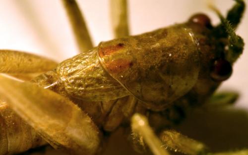 Meconema meridionale