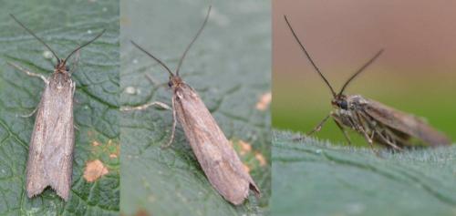 Diurnea lipsiella