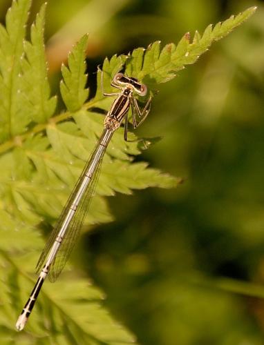 Platycnemis pennipes