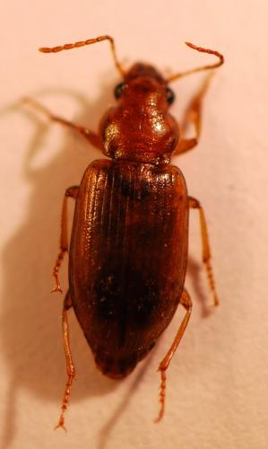 Dicheirotrichus obsoletus