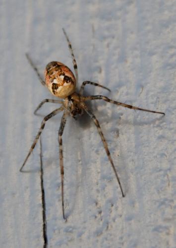 Metellina sp.