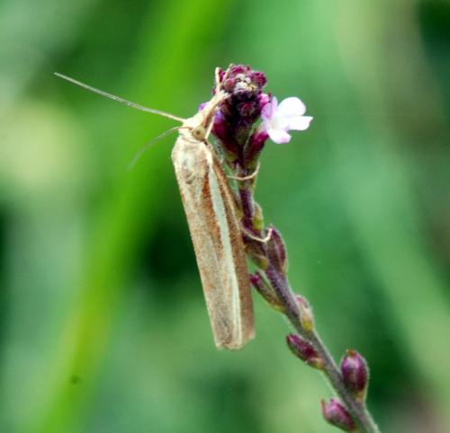 Agriphila tristella