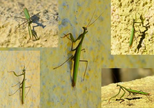 Réf. 111 568 : Mantis religiosa