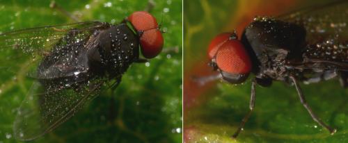 Réf. 111 053 : Lindneromyia dorsalis