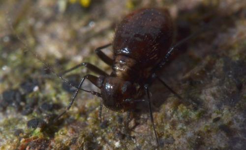 Réf. 111 137 : Bertkauia lucifuga