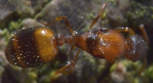 Temnothorax unifasciatus