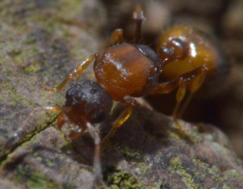 Réf. 111 219 : Temnothorax unifasciatus