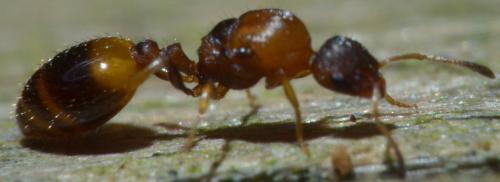 Réf. 111 217 : Temnothorax unifasciatus