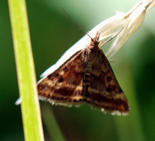 Pyrausta despicata