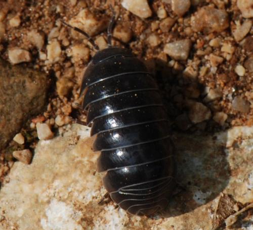 Armadillidium vulgare