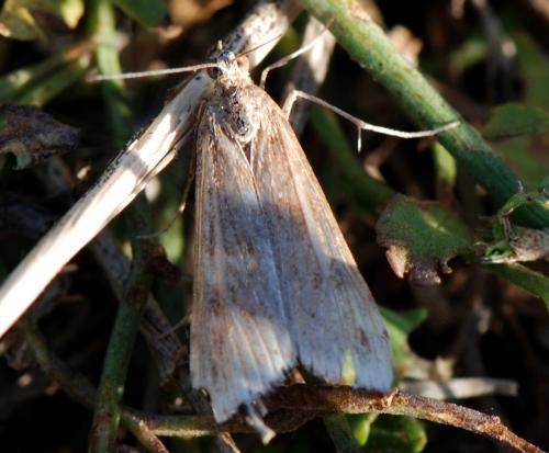 Nomophila noctuella