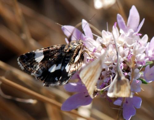 Réf. 111 986 : Tyta luctuosa