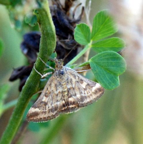 Pyrausta despicata