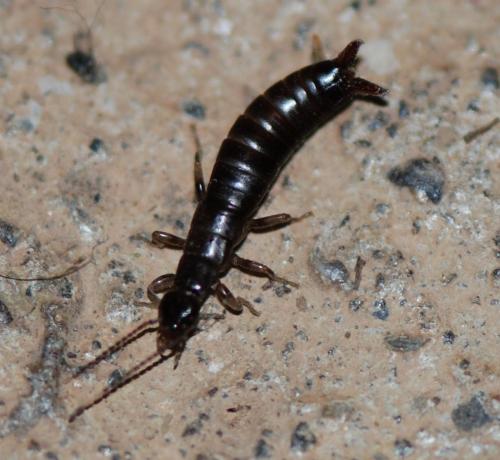 Euborellia sp.