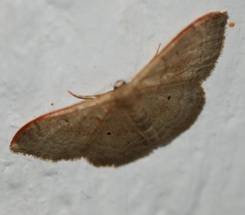 Réf. 111 783 : Idaea degeneraria