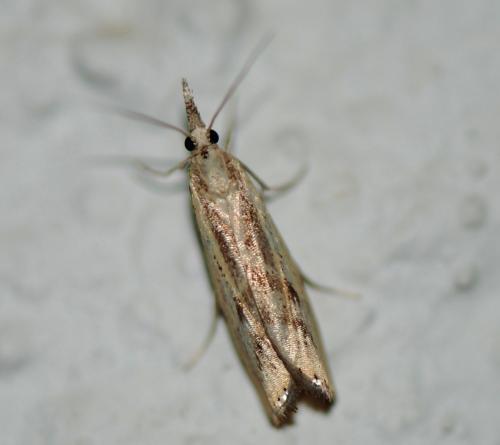 Réf. 111 014 : Agriphila inquinatella