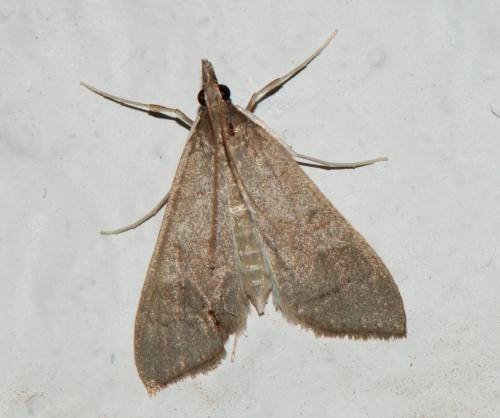 Réf. 111 907 : Mecyna asinalis