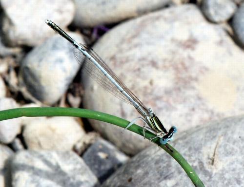 Platycnemis latipes