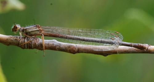 Platycnemis latipes