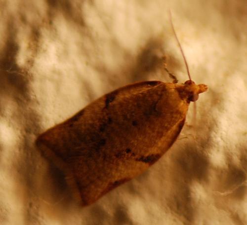 Réf. 111 269 : Clepsis sp.