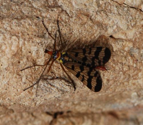 Panorpa meridionalis