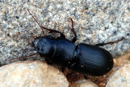 Acinopus picipes