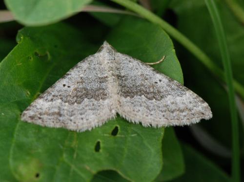 Scotopteryx bipunctaria