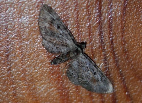 Réf. 111 984 : Eupithecia icterata